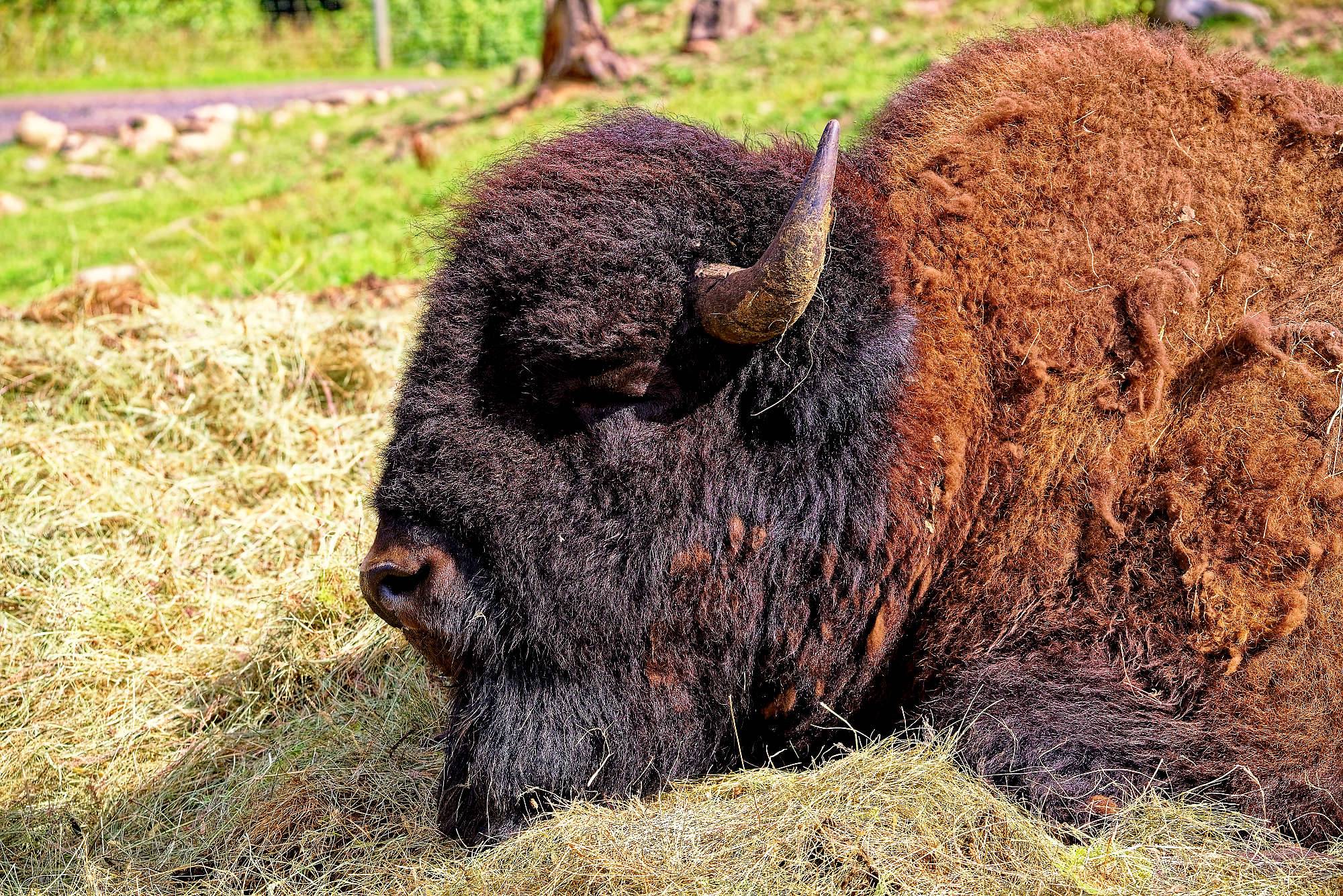 Smalandet Fotos Bisons MZ5 _4577_DxO