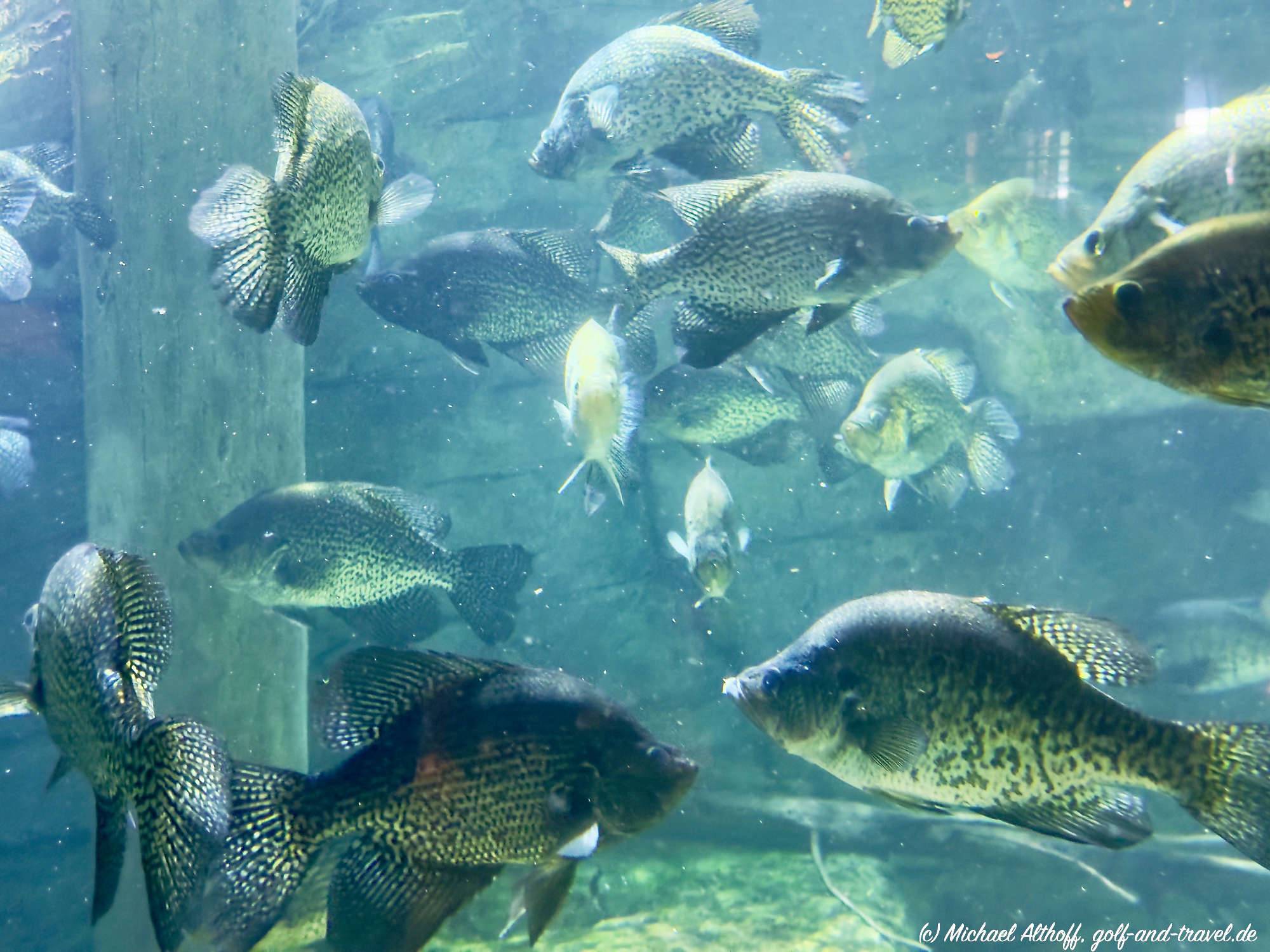Bass Pro Shops Fotos IMG _2145_DxO