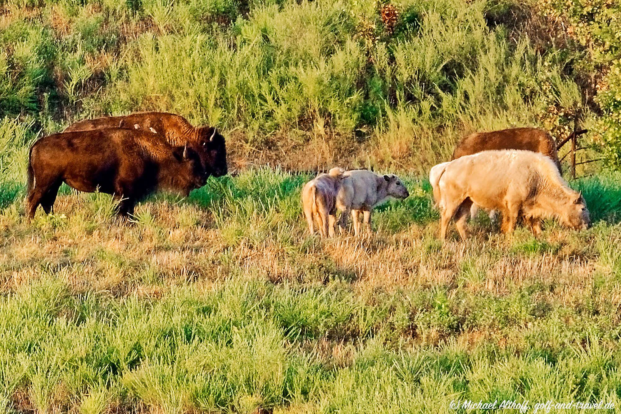 Buffalo Ridge Bahn 1-9 MZ5 _4838_DxO