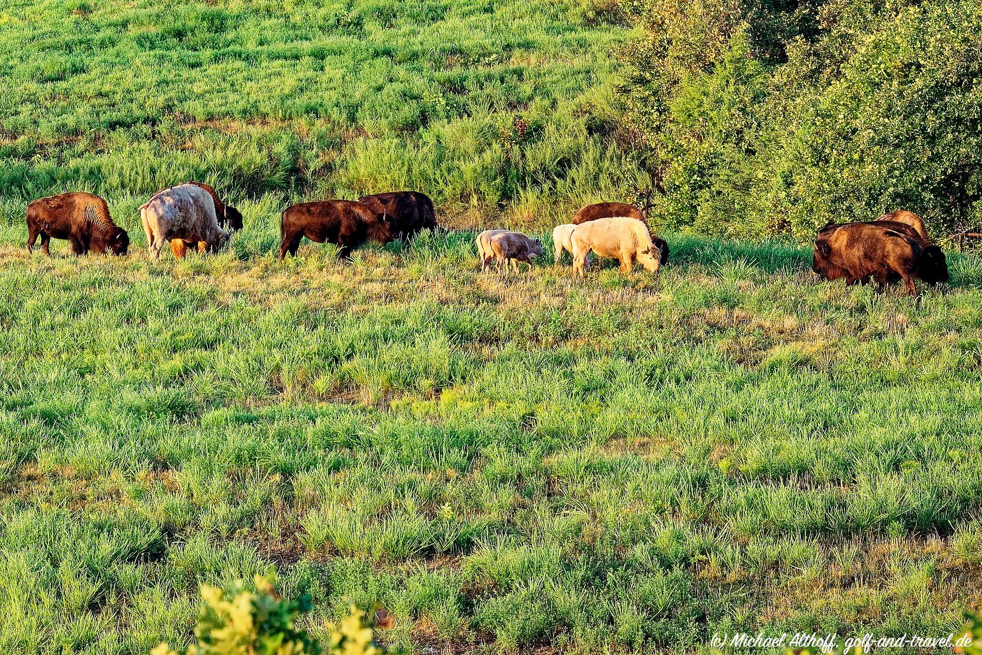 Buffalo Ridge Bahn 1-9 MZ5 _4842_DxO
