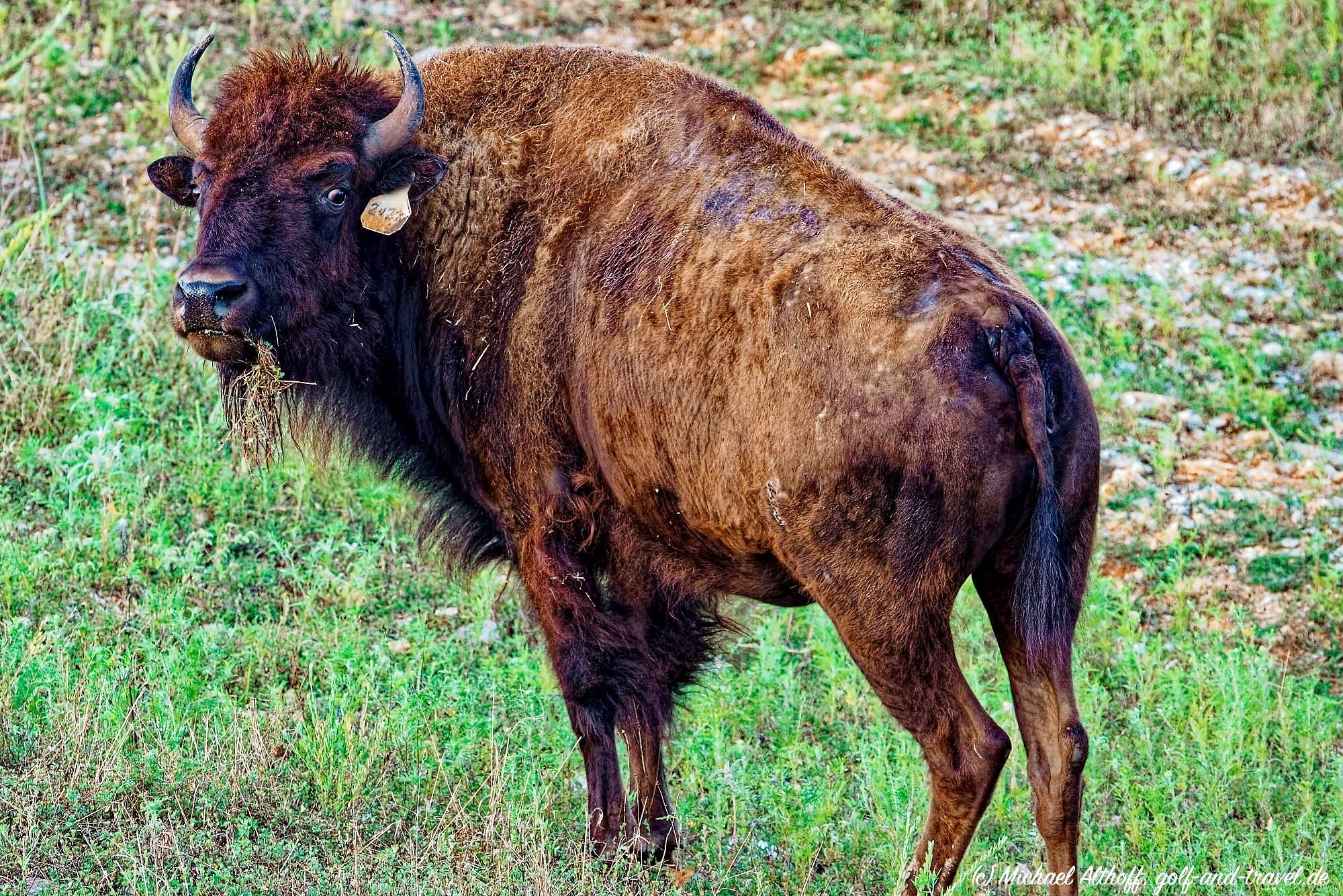 Buffalo Ridge Bahn 10-18 MZ5 _4855_DxO