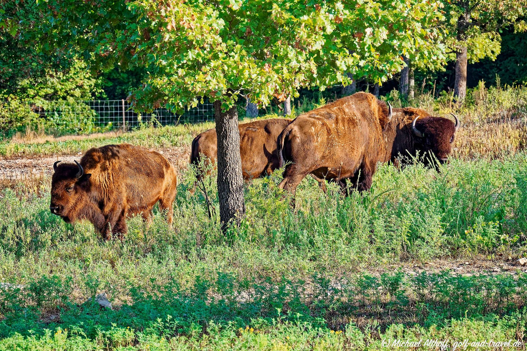 Buffalo Ridge Bahn 10-18 MZ5 _4872_DxO
