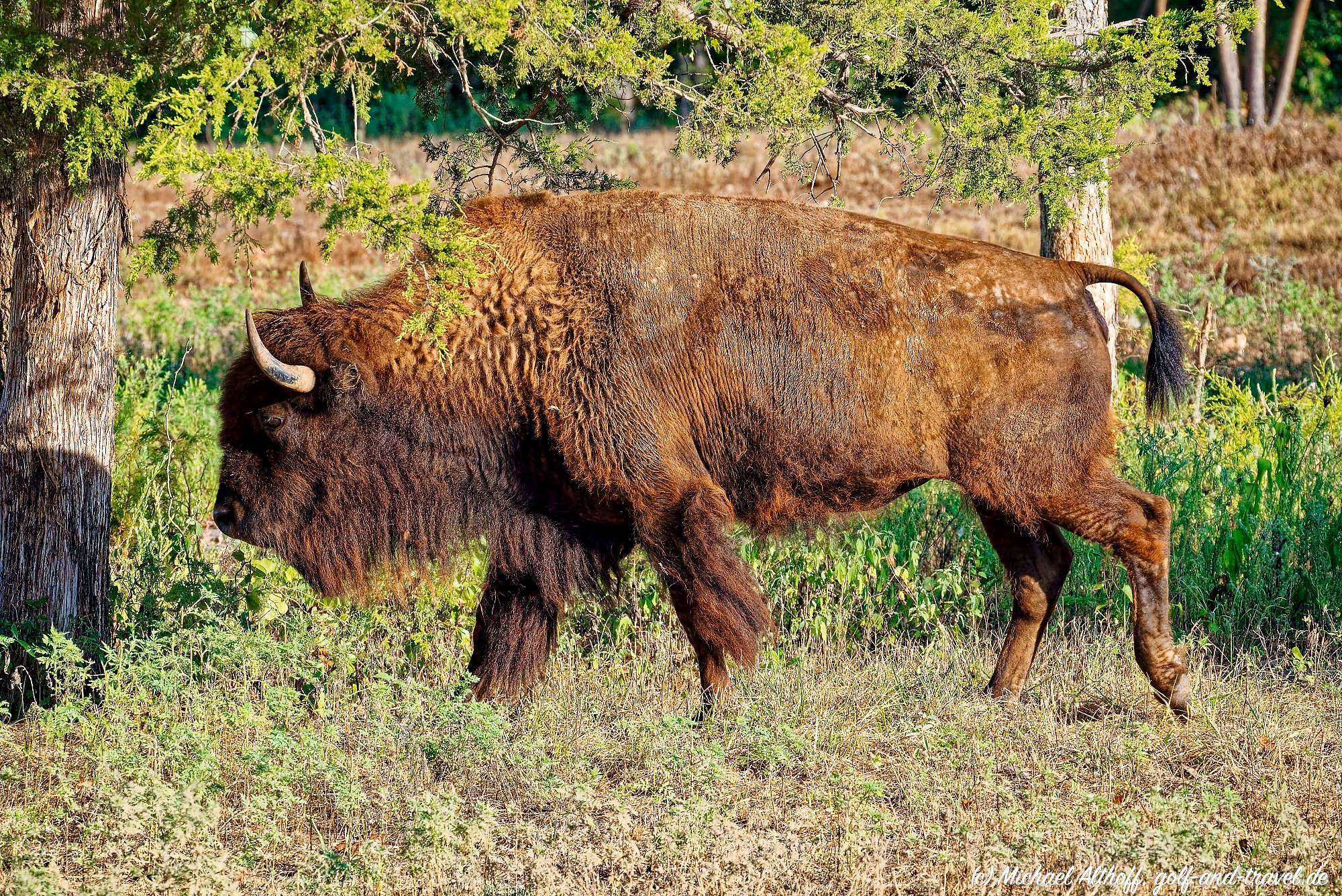 Buffalo Ridge Bahn 10-18 MZ5 _4874_DxO
