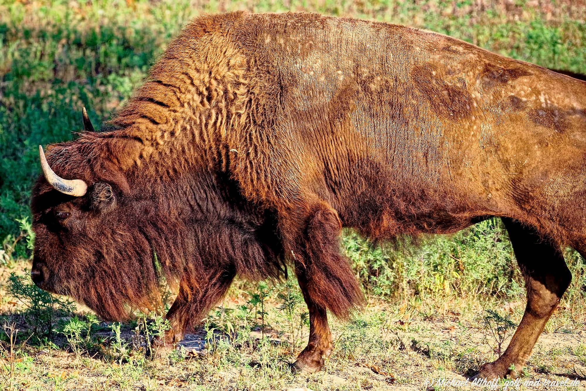 Buffalo Ridge Bahn 10-18 MZ5 _4877_DxO