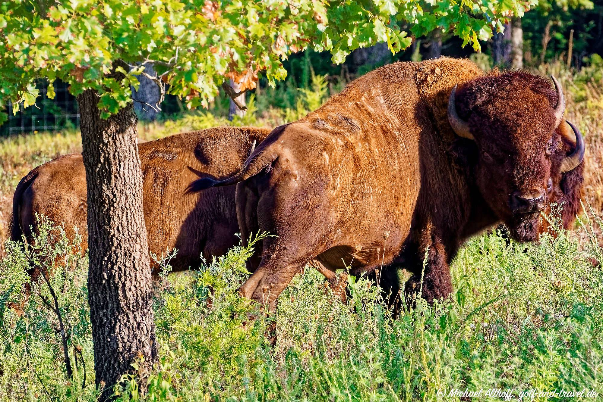 Buffalo Ridge Bahn 10-18 MZ5 _4883_DxO