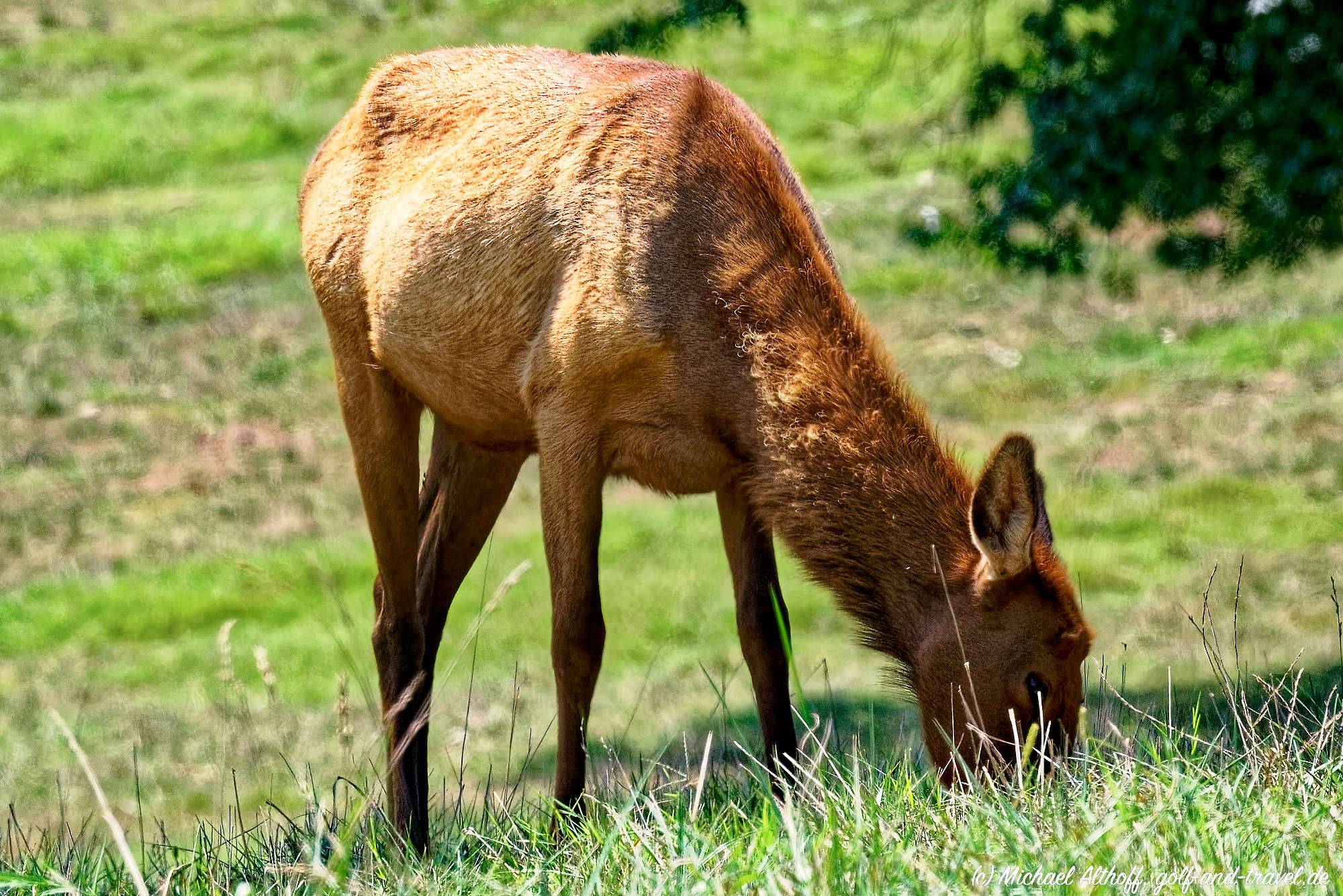 Dogwood Canyon Fotos MZ5 _4699_DxO