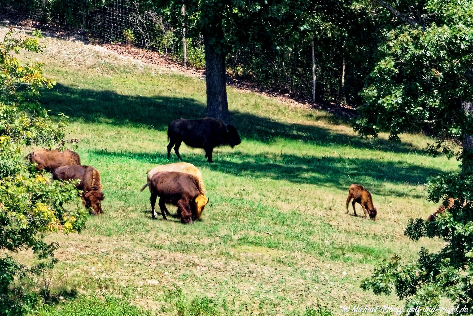 Dogwood Canyon Fotos MZ5 _4744_DxO