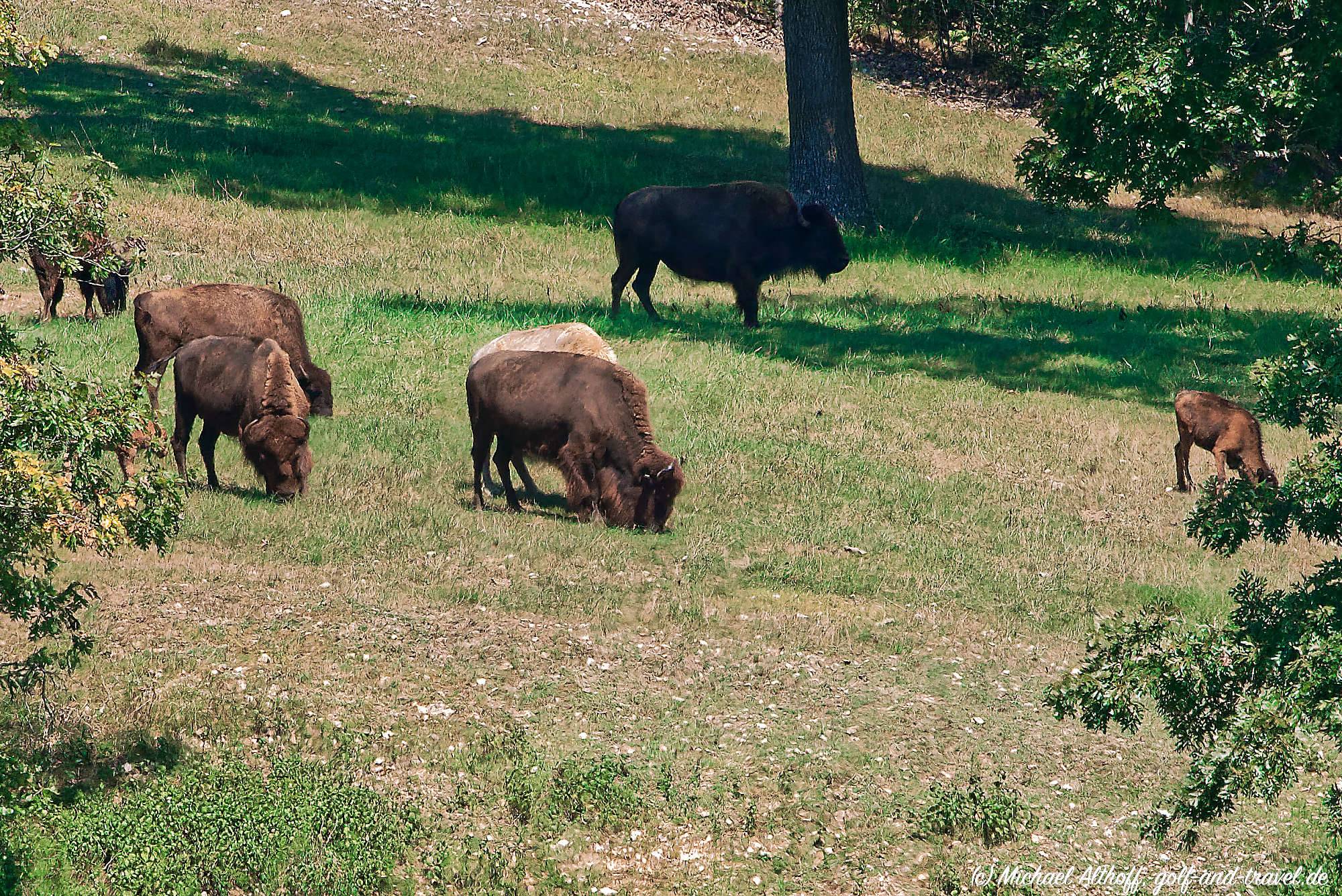 Dogwood Canyon Fotos MZ5 _4746_DxO