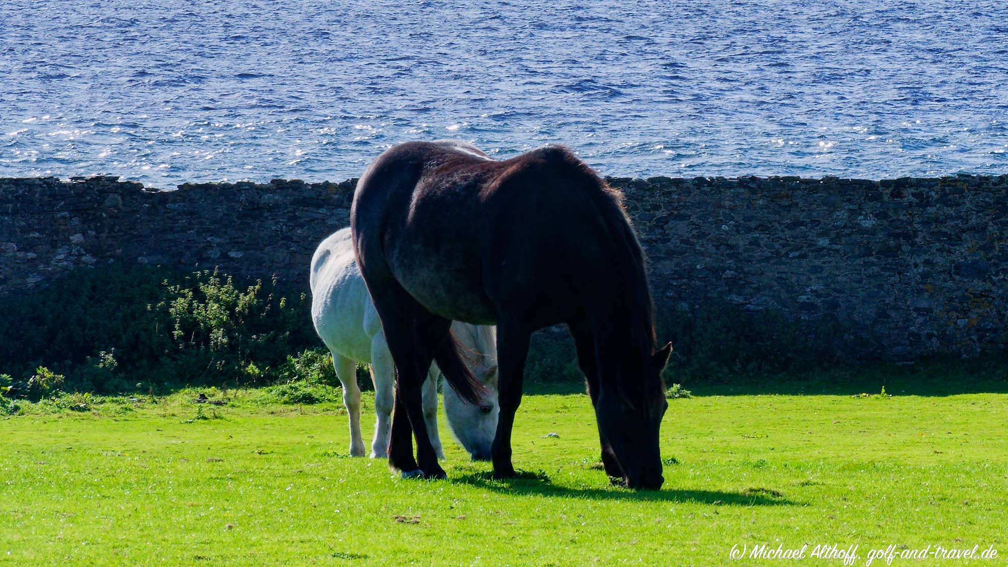 Skipness Seafood MZ6 _3050_DxO