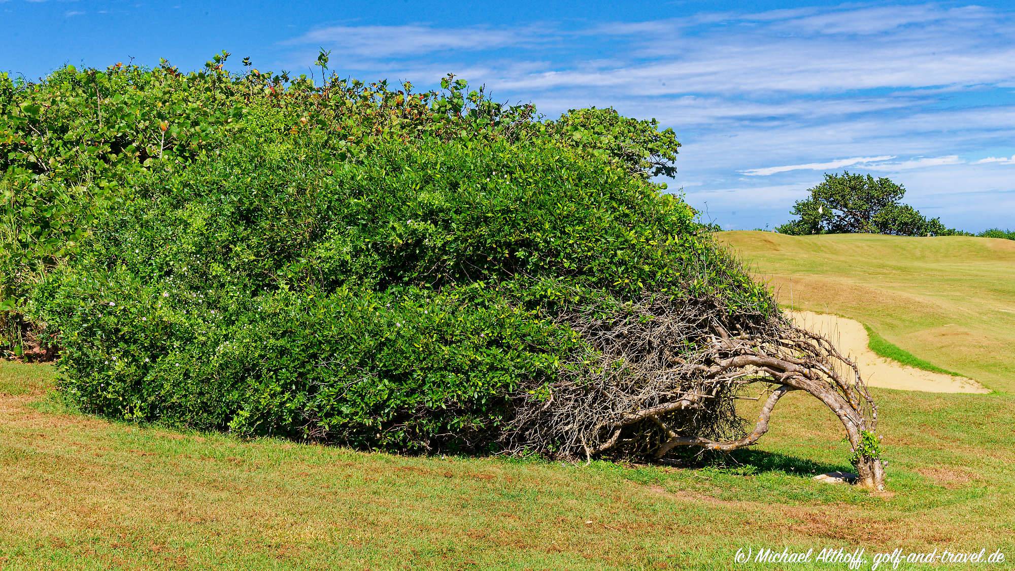 Royal Isabela Bahn 10-18 MZ6 _5364_DxO
