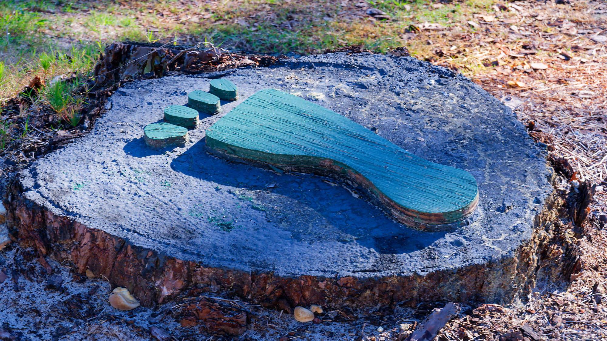 Cypress Head Bahn 1-9 MZ6 _8066_DxO