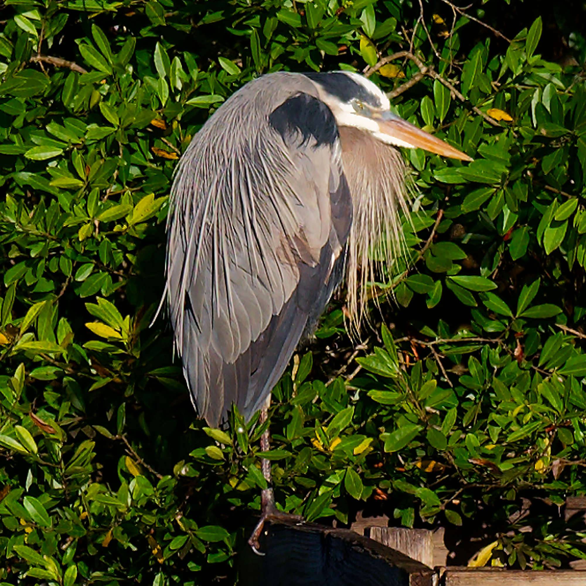 Cypress Head Bahn 10-18 MZ6 _7981_DxO