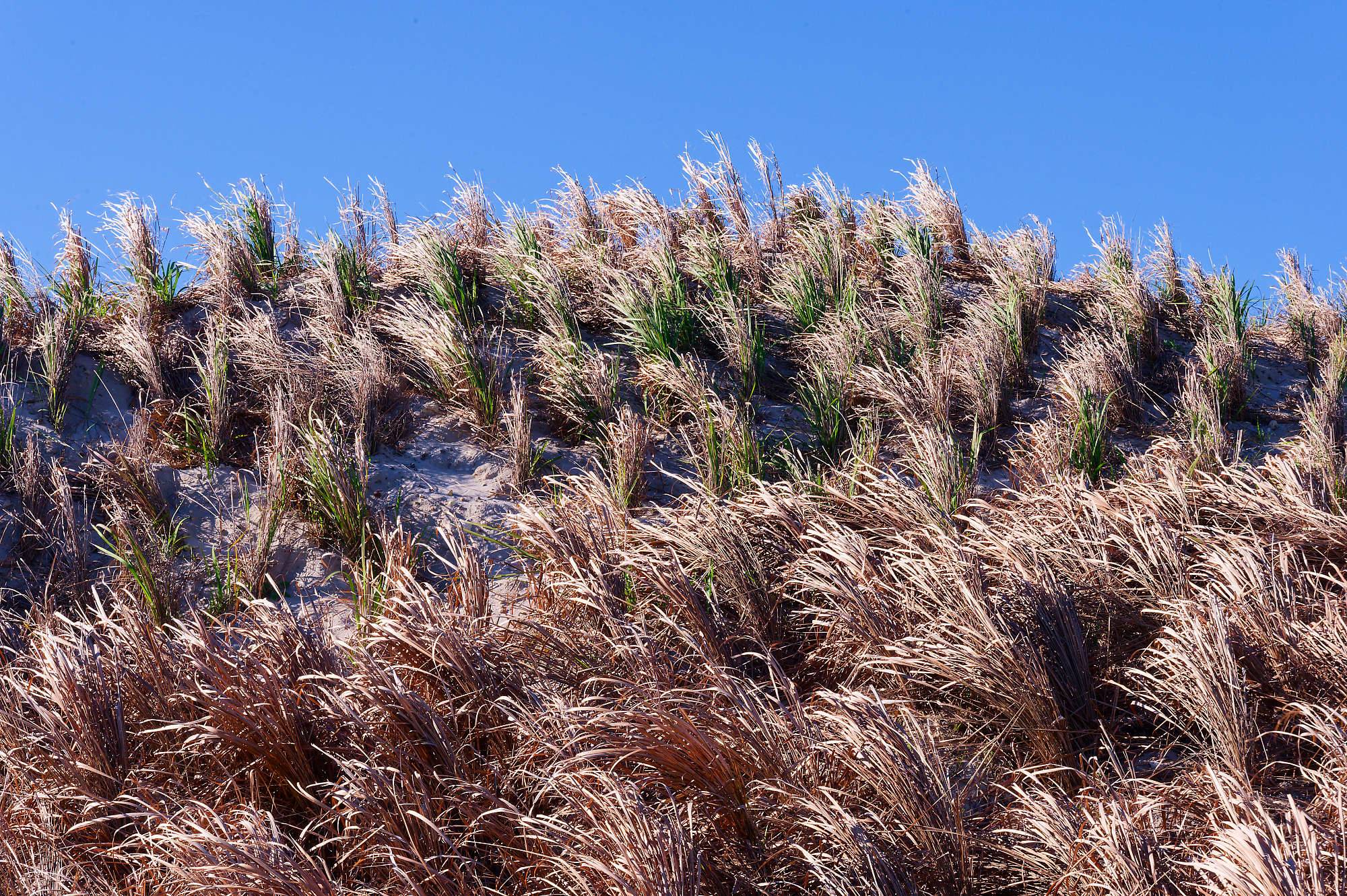 Streamsong McLay Kidd Fotos MZ6 _8481_DxO