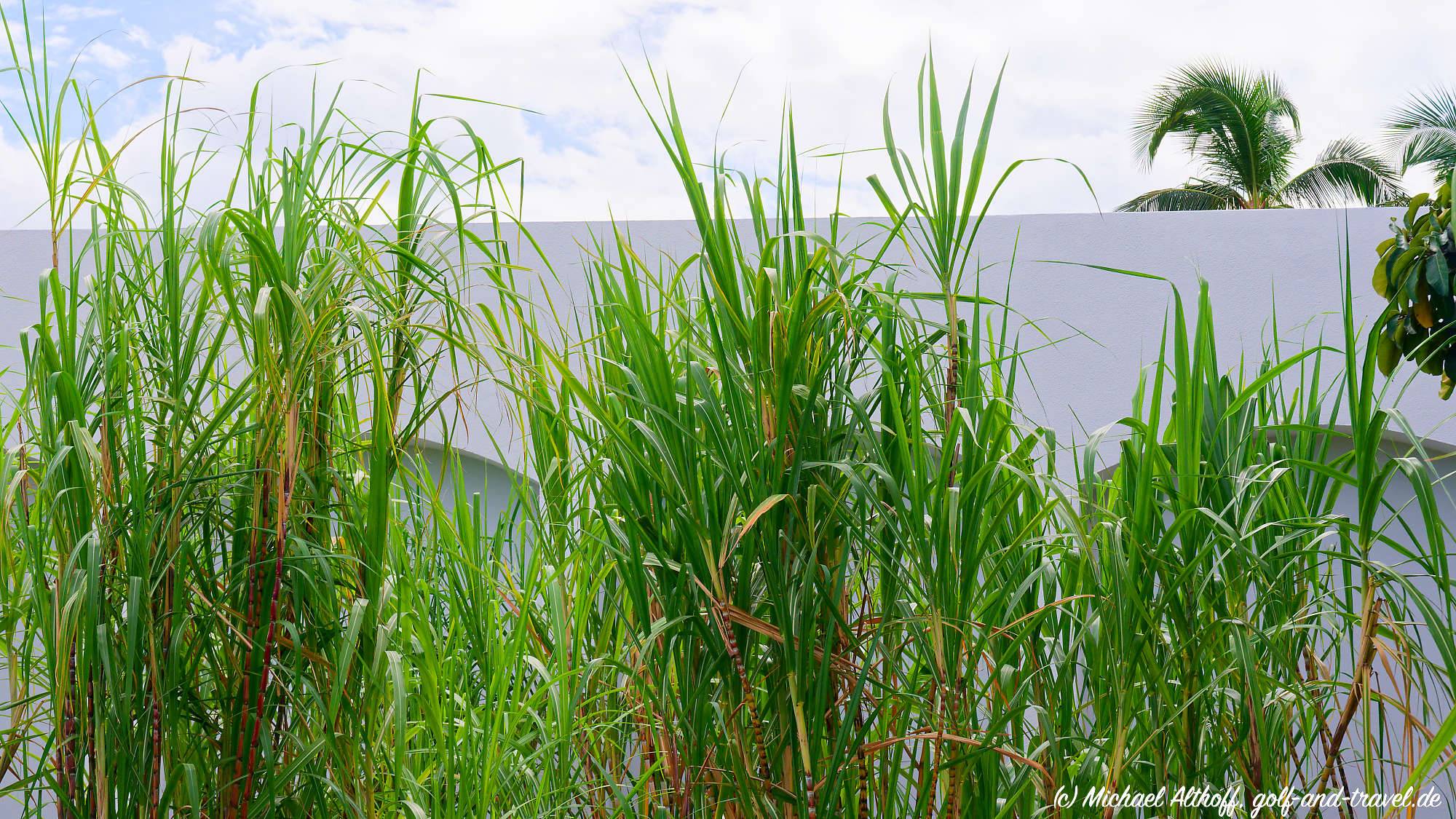 Fotos Casa Bacardi MZ6 _5467_DxO