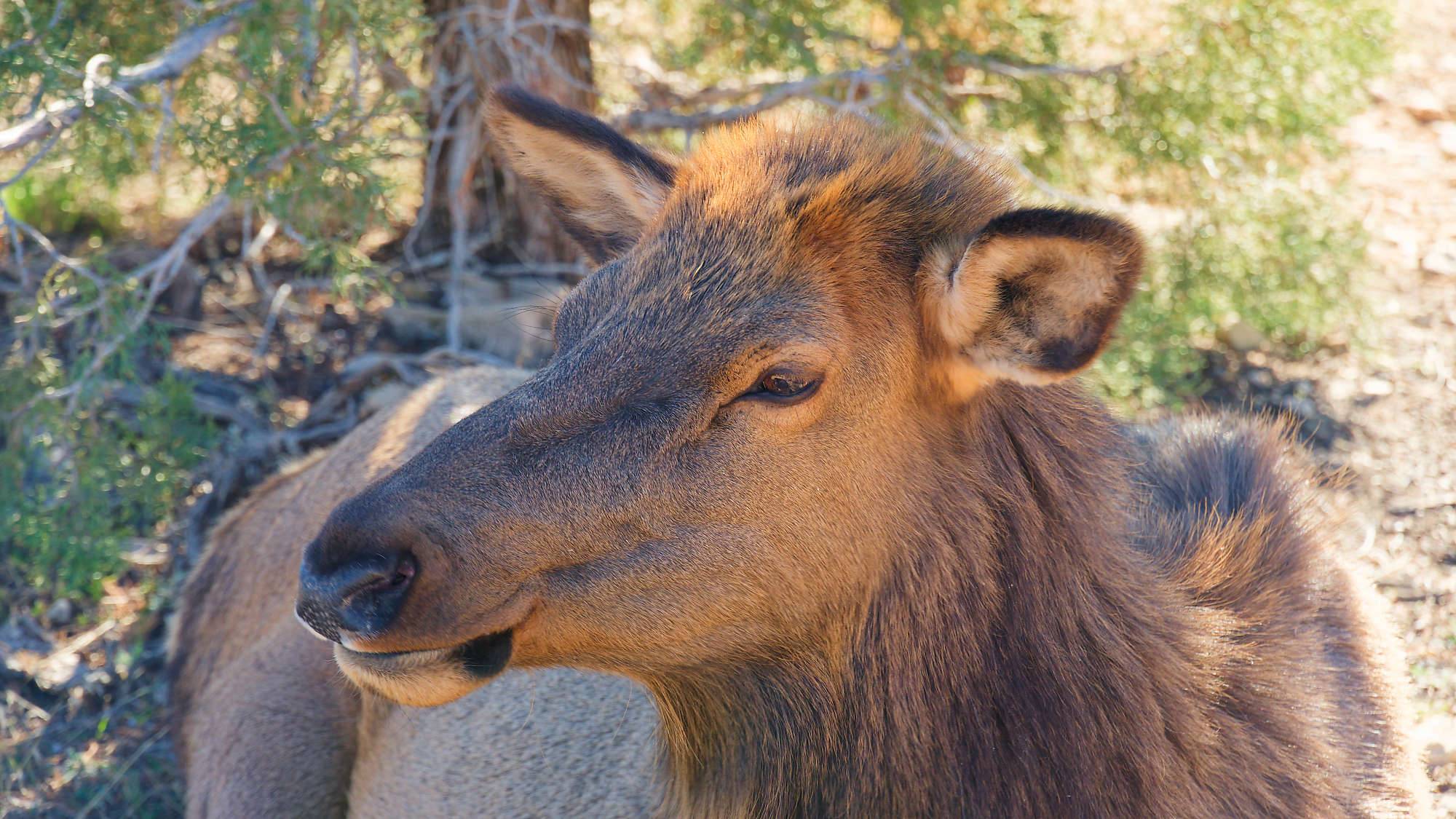 Grand Canyon Fotos MZ6 _7513_DxO