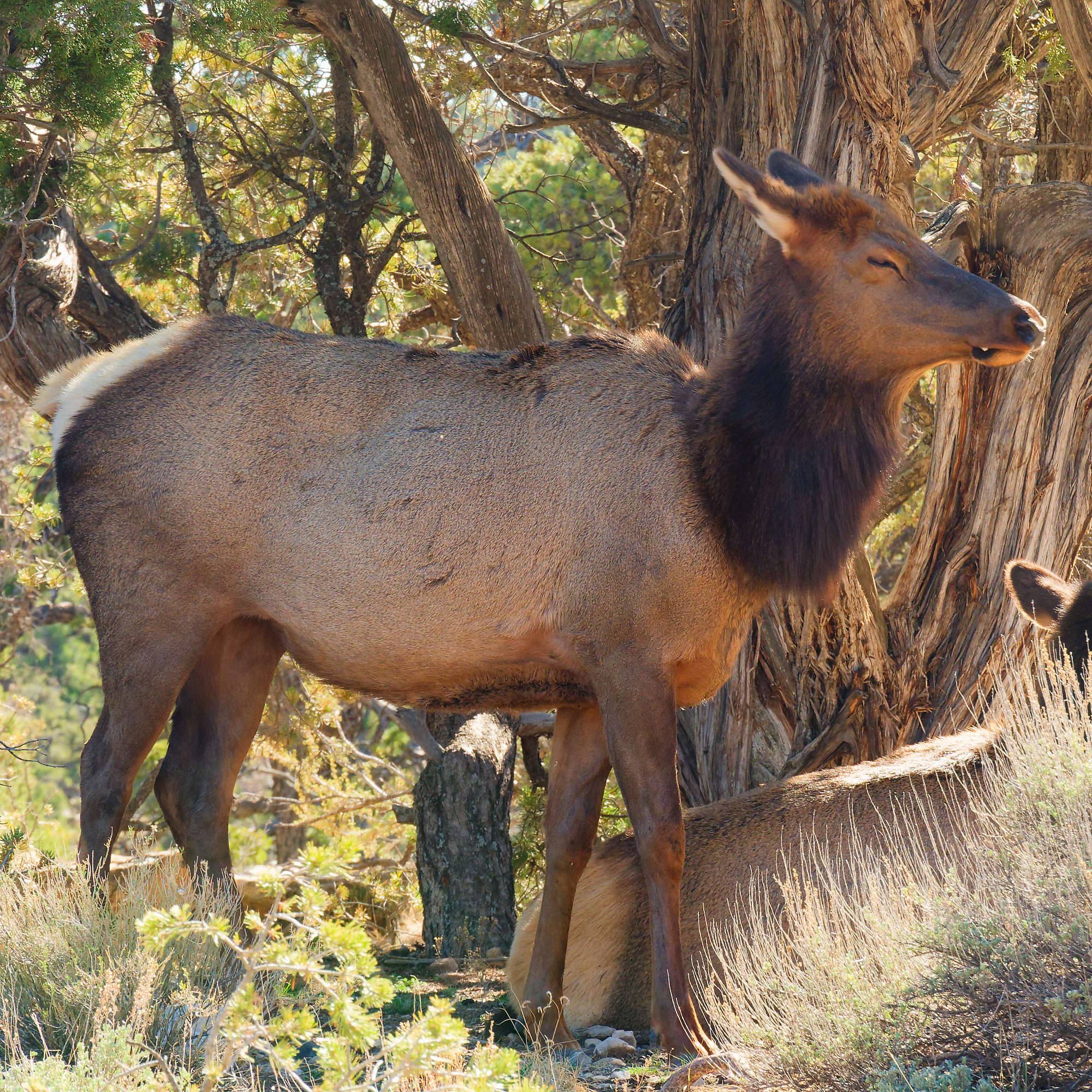 Grand Canyon Fotos MZ6 _7523_DxO
