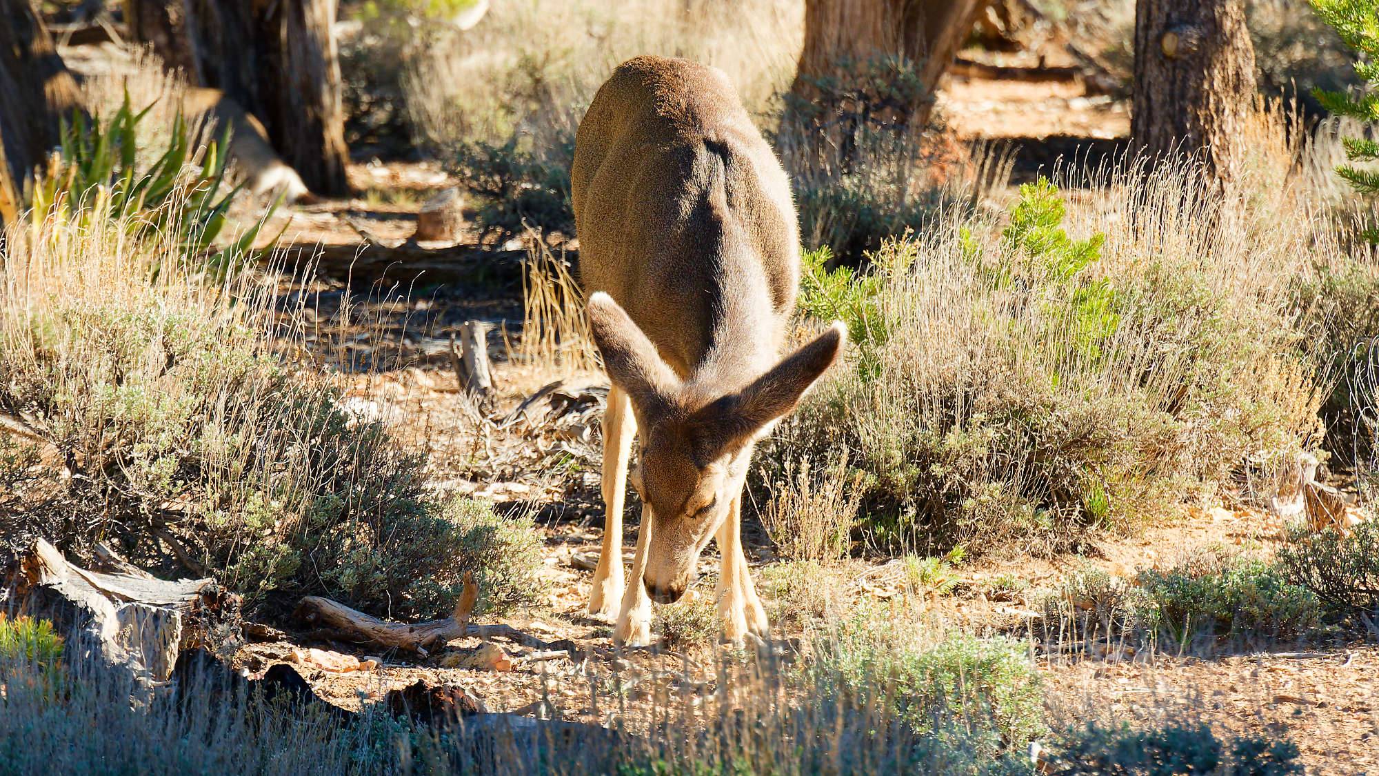 Grand Canyon Fotos MZ6 _7536_DxO