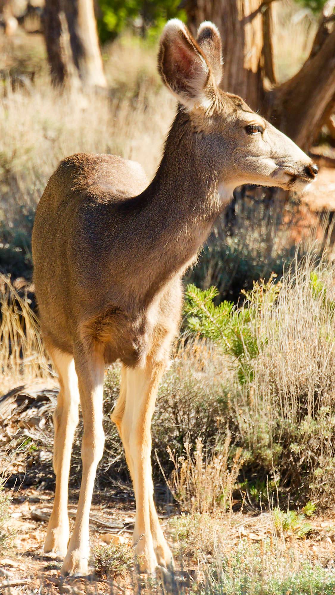 Grand Canyon Fotos MZ6 _7538_DxO