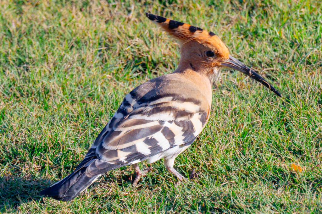 Newgiza Bahn 1-9 MZ6 _9140