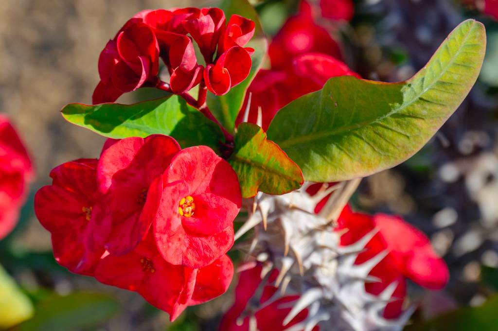 Newgiza Bahn 10-18 MZ6 _9192