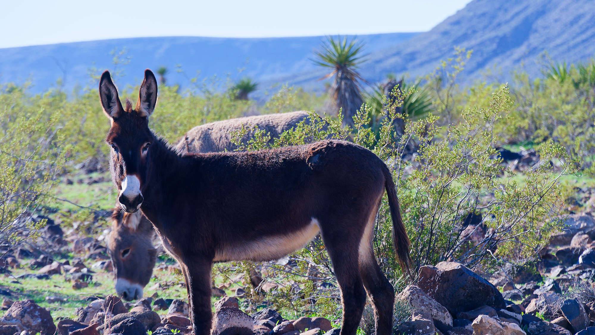 Oatman Route 66 Fotos MZ6 _7610_DxO