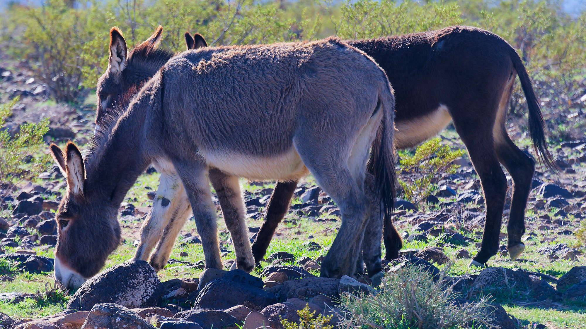 Oatman Route 66 Fotos MZ6 _7619_DxO