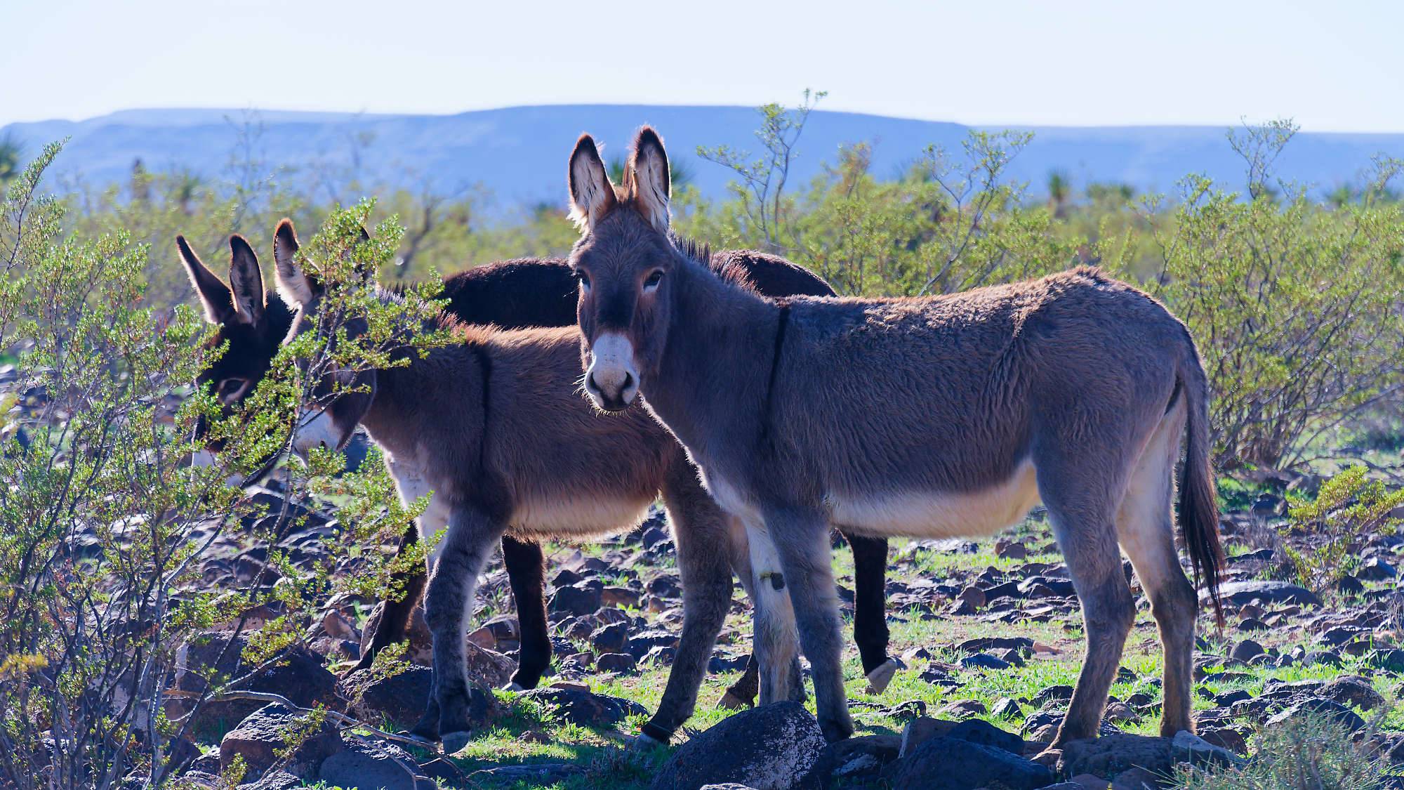 Oatman Route 66 Fotos MZ6 _7621_DxO