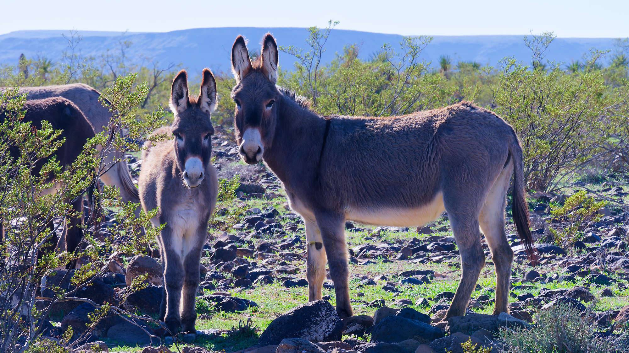 Oatman Route 66 Fotos MZ6 _7629_DxO