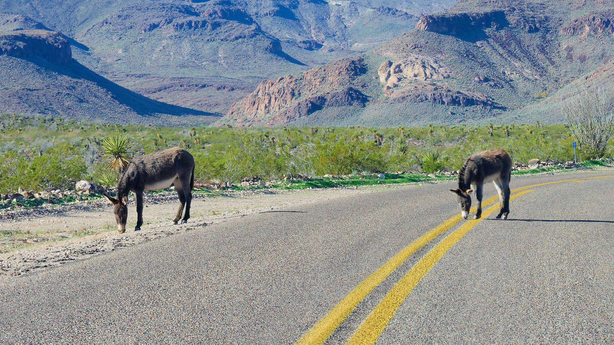 Oatman Route 66 Fotos MZ6 _7634_DxO