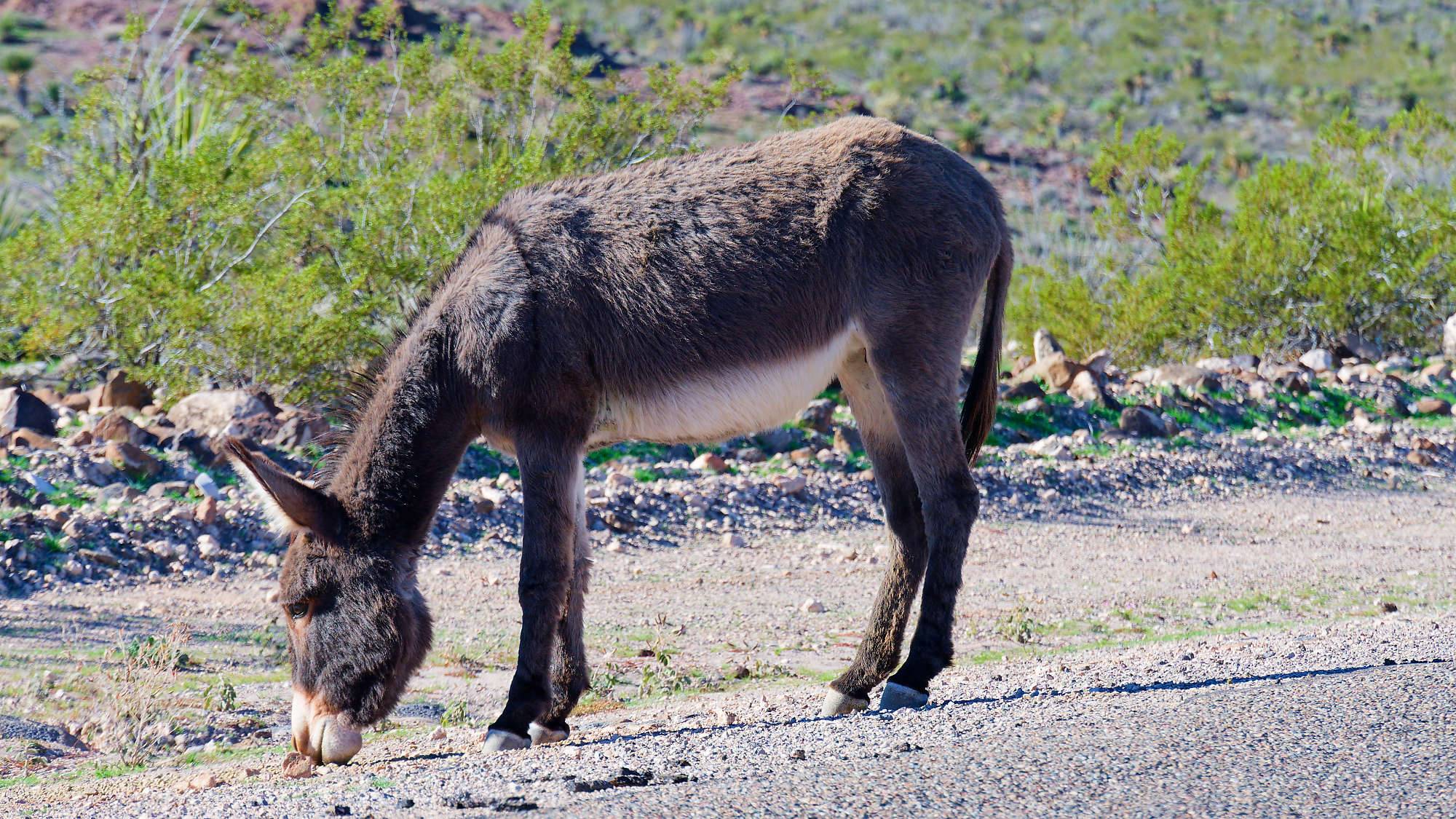 Oatman Route 66 Fotos MZ6 _7636_DxO