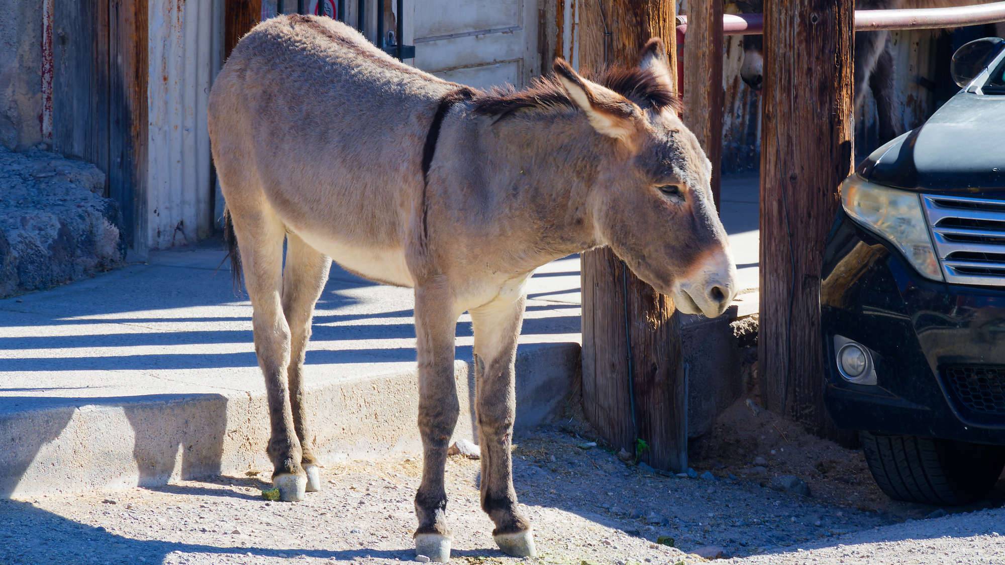 Oatman Route 66 Fotos MZ6 _7653_DxO