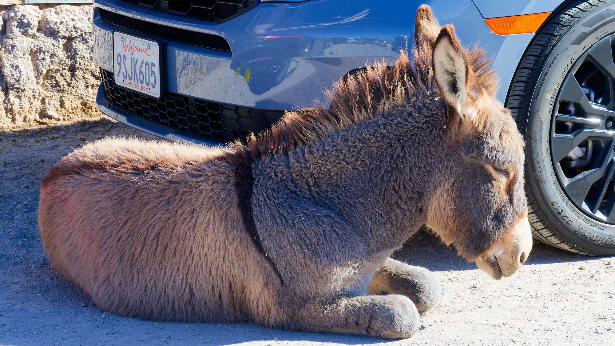 Oatman Route 66 Fotos MZ6 _7655_DxO