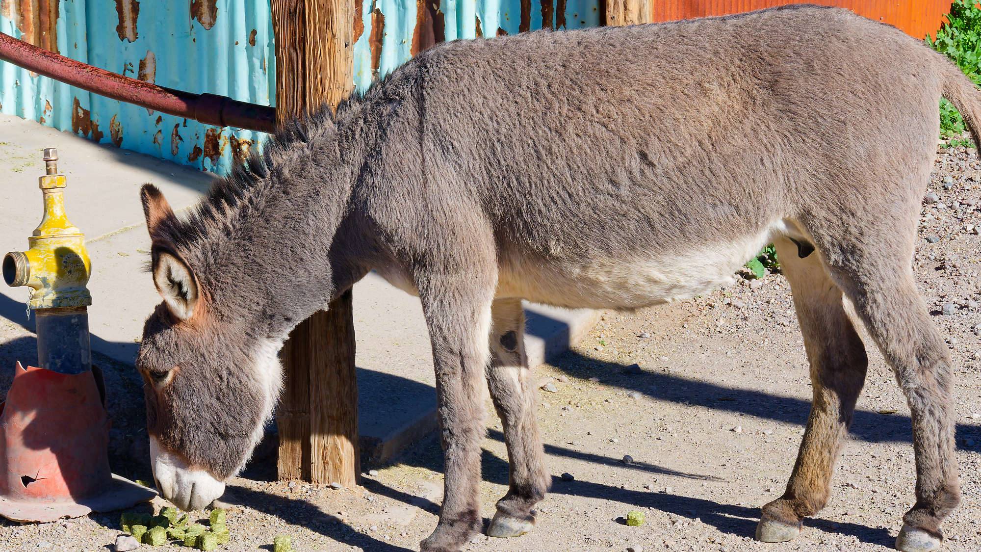 Oatman Route 66 Fotos MZ6 _7656_DxO