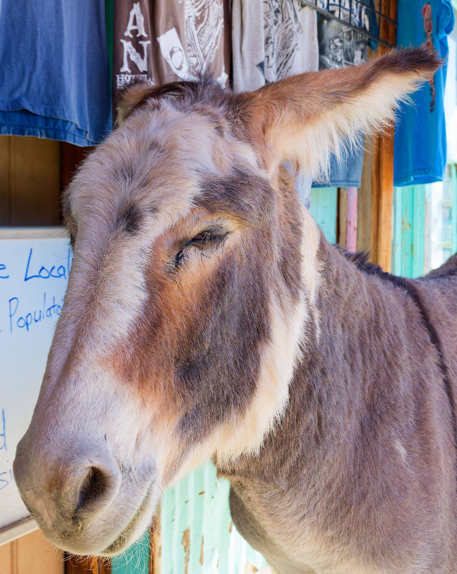 Oatman Route 66 Fotos MZ6 _7660_DxO