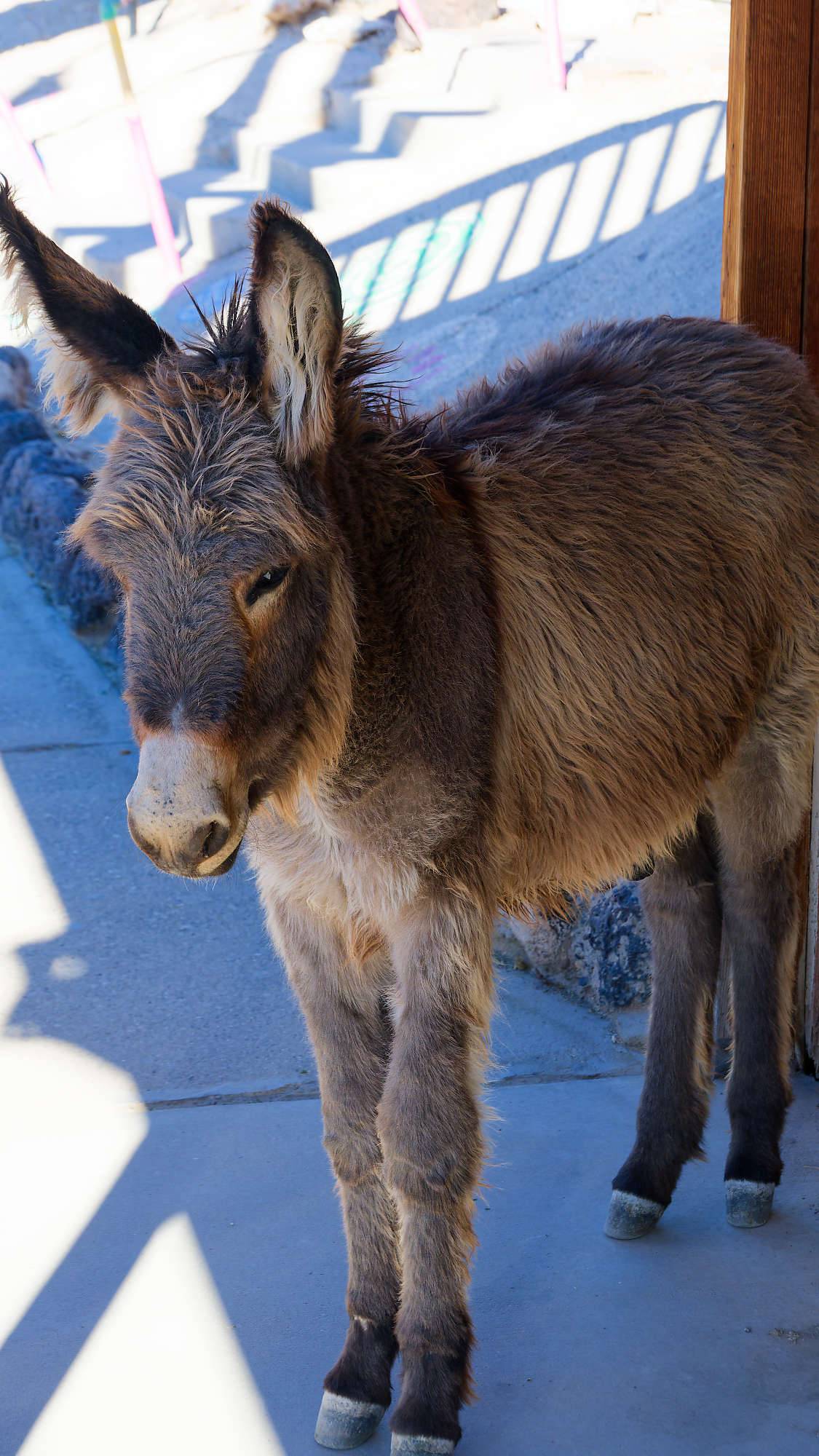 Oatman Route 66 Fotos MZ6 _7664_DxO
