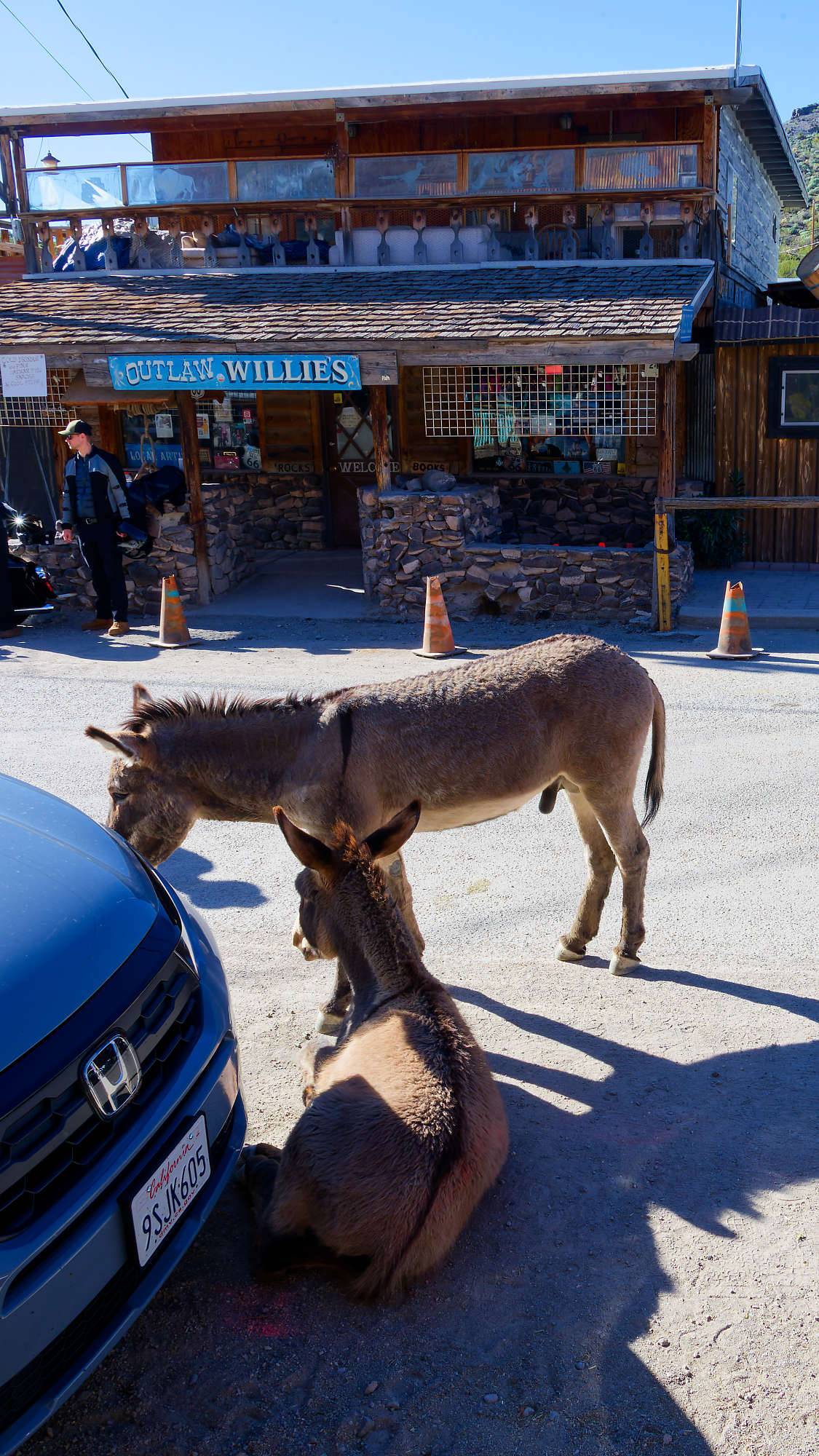 Oatman Route 66 Fotos MZ6 _7665_DxO