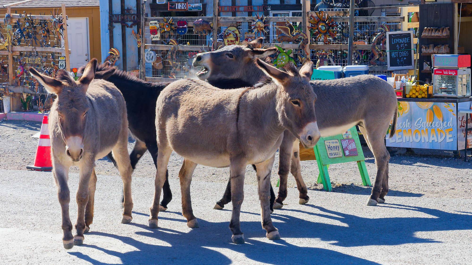 Oatman Route 66 Fotos MZ6 _7676_DxO