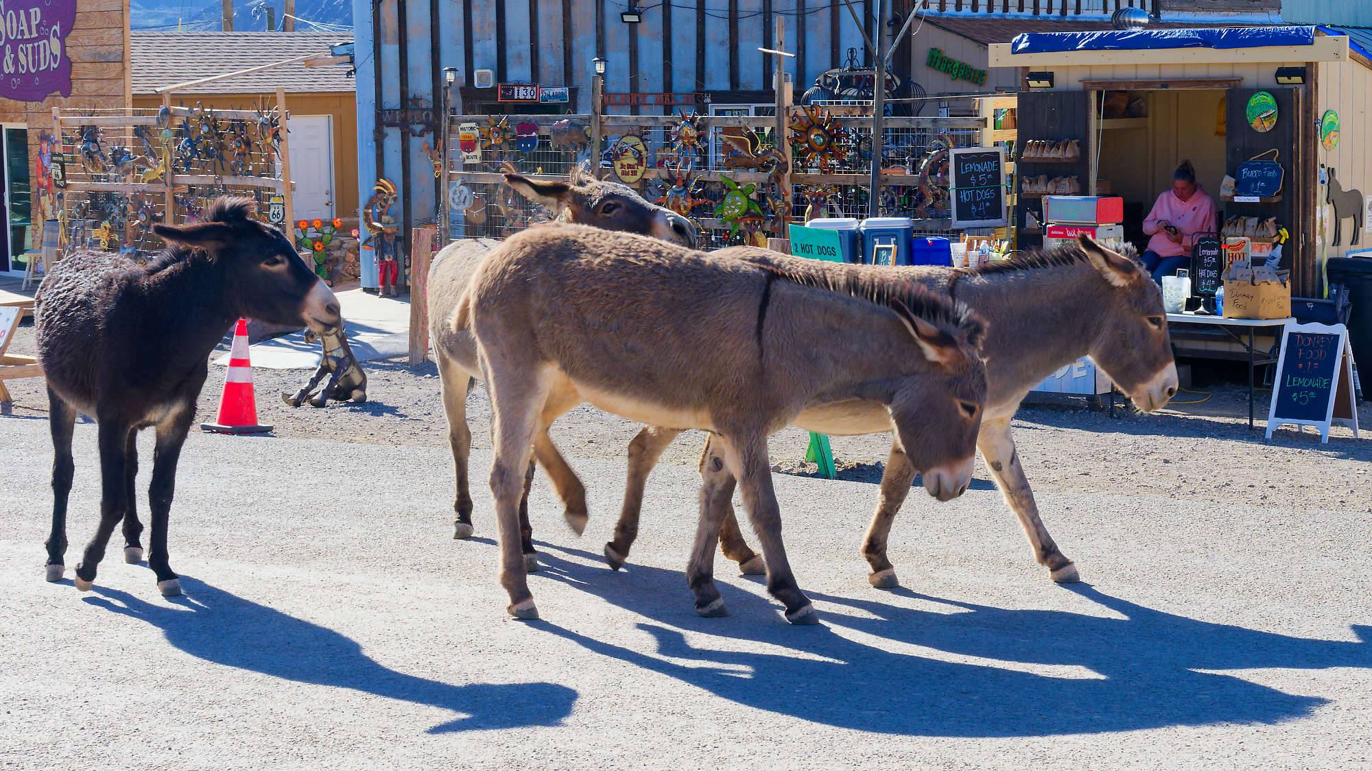 Oatman Route 66 Fotos MZ6 _7678_DxO