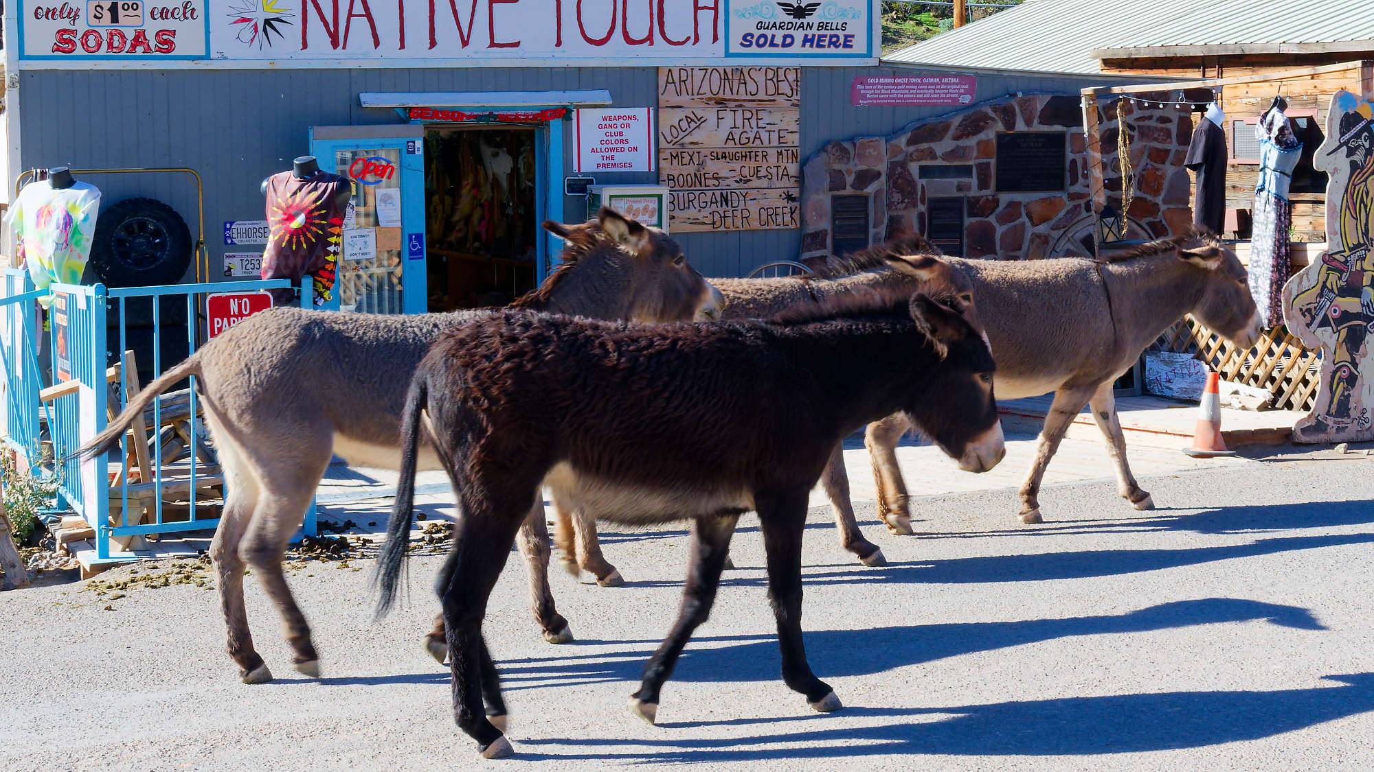 Oatman Route 66 Fotos MZ6 _7680_DxO