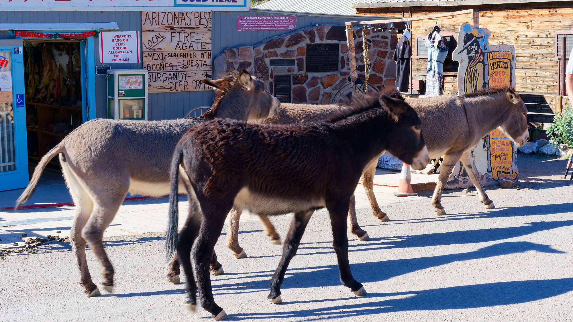 Oatman Route 66 Fotos MZ6 _7681_DxO