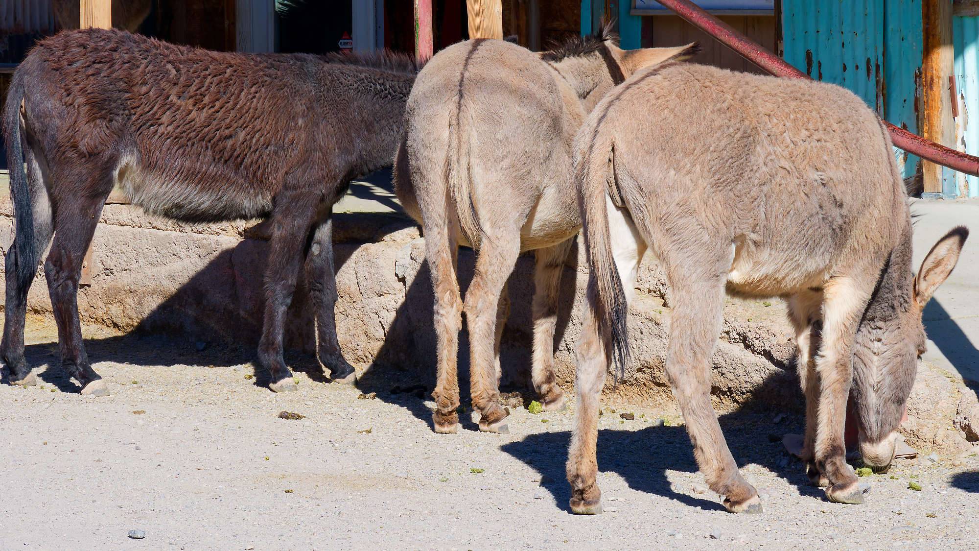 Oatman Route 66 Fotos MZ6 _7690_DxO
