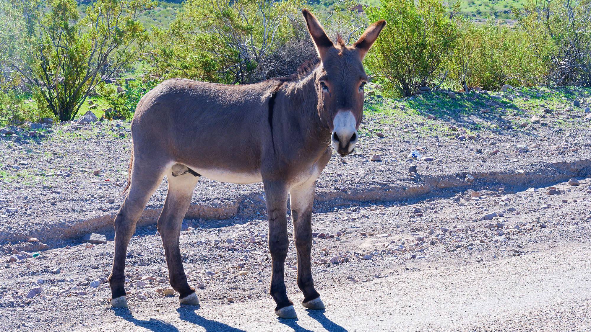 Oatman Route 66 Fotos MZ6 _7692_DxO