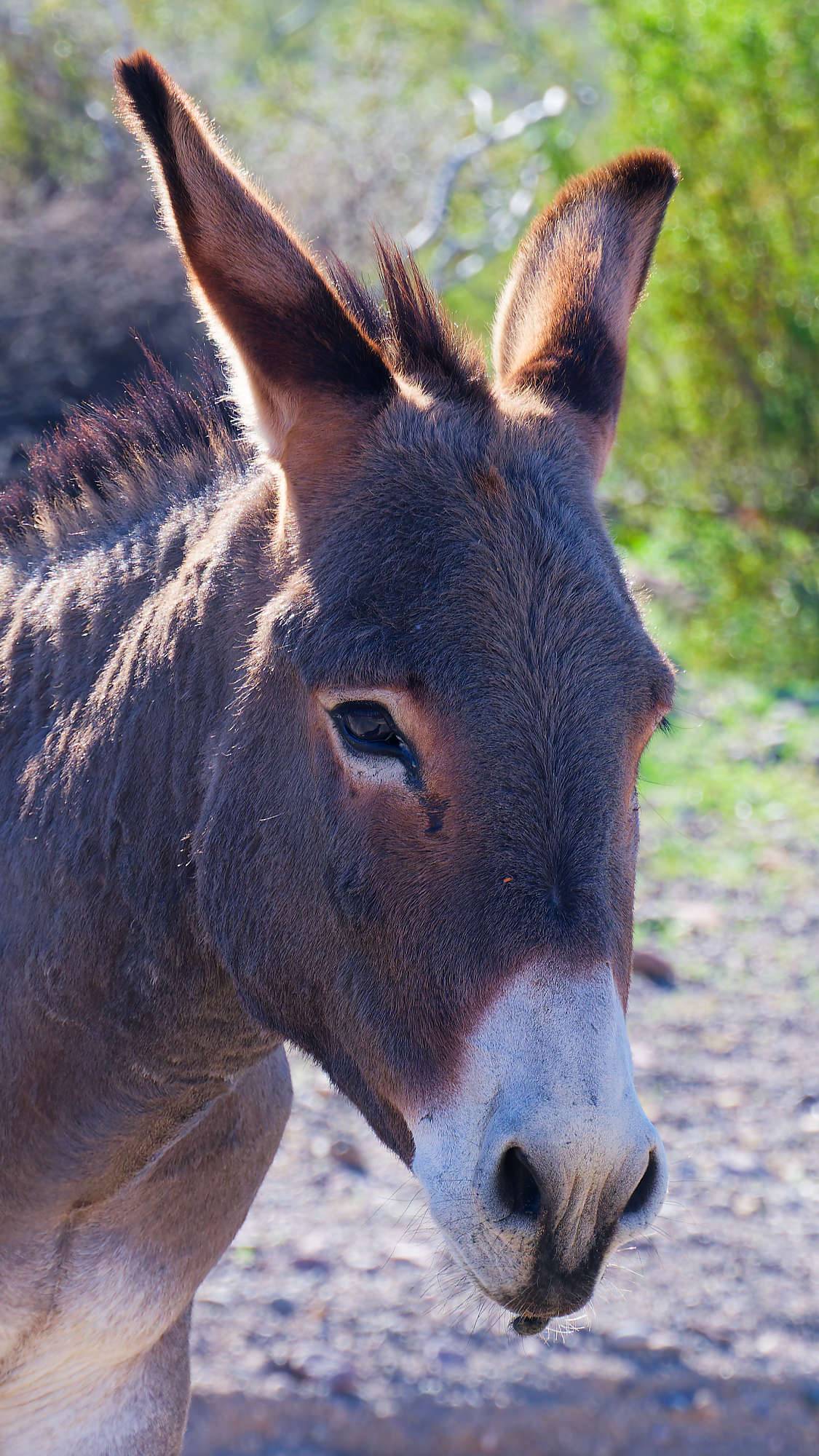 Oatman Route 66 Fotos MZ6 _7694_DxO