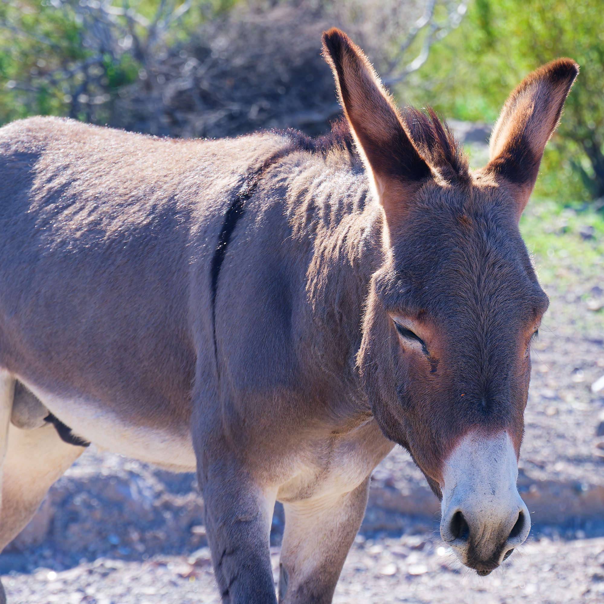 Oatman Route 66 Fotos MZ6 _7695_DxO
