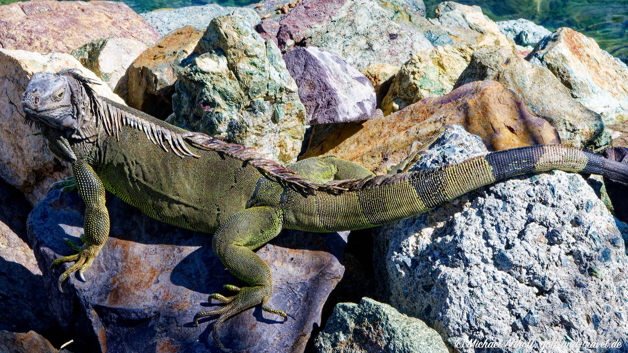 St Thomas Magens Bay Fotos Z30 _0398_DxO