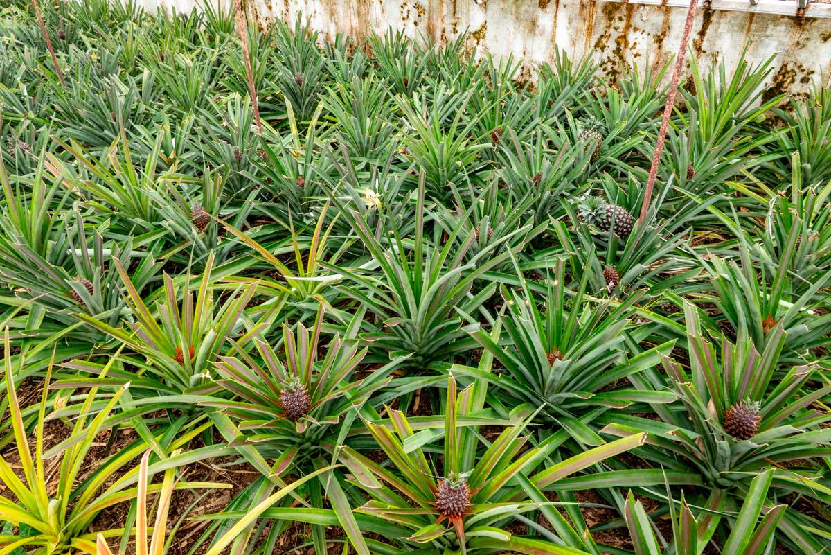 Ananas Fotos MZ5 _4960