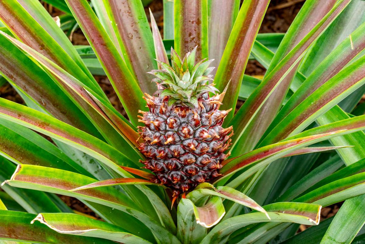 Ananas Fotos MZ5 _4962