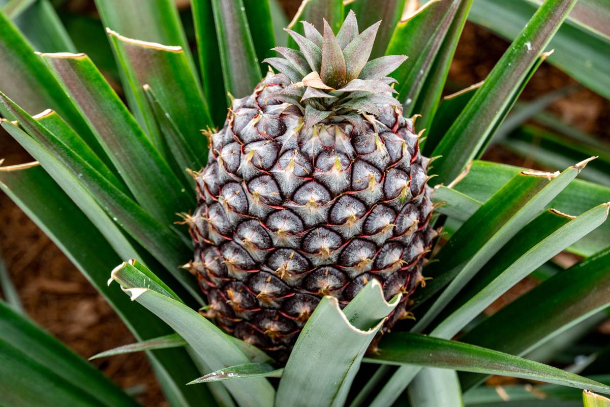 Ananas Fotos MZ5 _4973