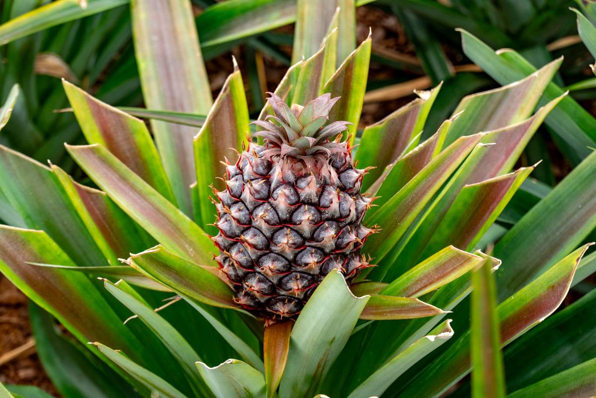 Ananas Fotos MZ5 _4975