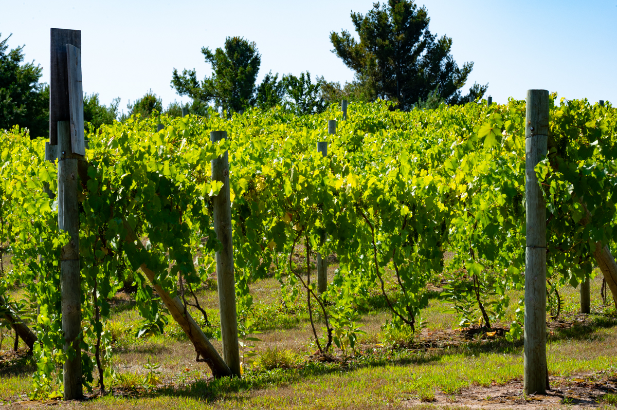 Boyne Valley Vineyards Fotos MZ6 _7650